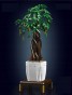 MOULD KING 10063 KWIATEK MONEY TREE | 905 EL.